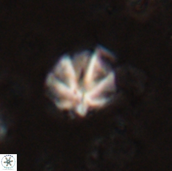 Olladiscoaster catinatus 29629