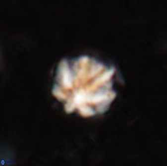 Olladiscoaster catinatus 29632