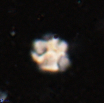 Olladiscoaster catinatus 29633