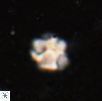 Olladiscoaster catinatus 29633