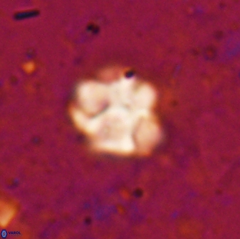 Olladiscoaster catinatus 29634