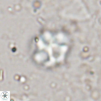Olladiscoaster catinatus 29635