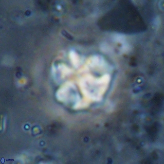 Olladiscoaster catinatus 29637