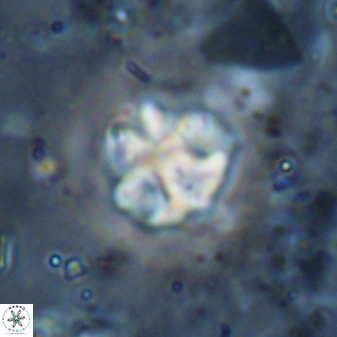 Olladiscoaster catinatus 29637