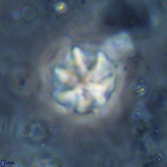 Olladiscoaster catinatus 29638