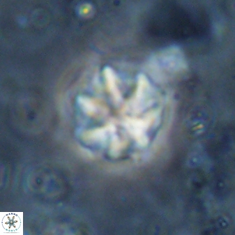 Olladiscoaster catinatus 29638