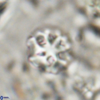 Olladiscoaster catinatus 30952