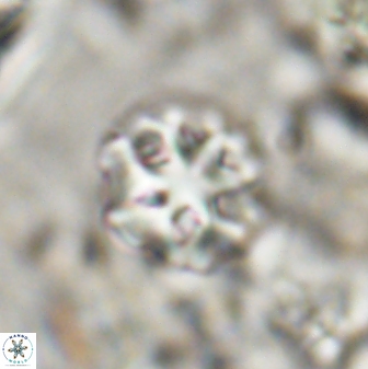 Olladiscoaster catinatus 30952