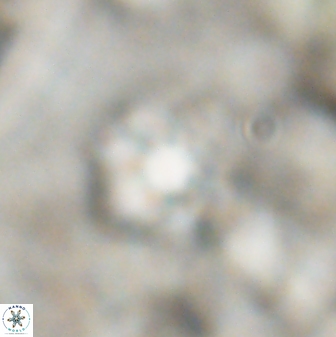 Olladiscoaster catinatus 30955