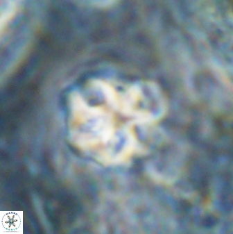 Olladiscoaster catinatus 30960