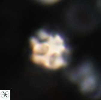 Olladiscoaster catinatus 30962