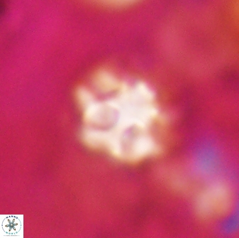 Olladiscoaster catinatus 30963