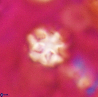 Olladiscoaster catinatus 30964