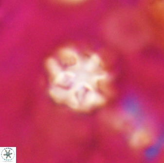 Olladiscoaster catinatus 30964