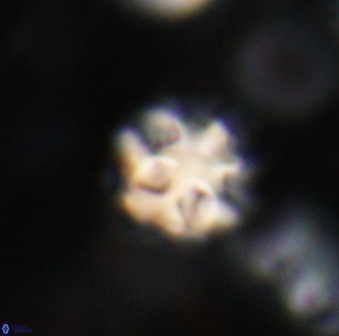 Olladiscoaster catinatus 30965