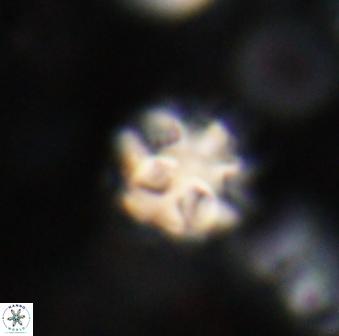 Olladiscoaster catinatus 30965