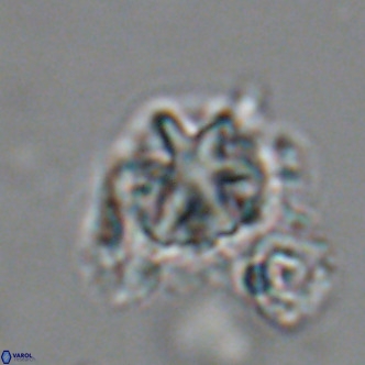 Olladiscoaster catinatus VR 18440