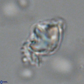 Olladiscoaster catinatus VR 18444