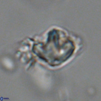 Olladiscoaster catinatus VR 18445