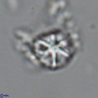 Olladiscoaster catinatus VR 18449