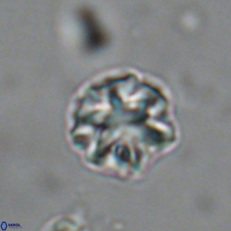 Olladiscoaster catinatus VR 18457