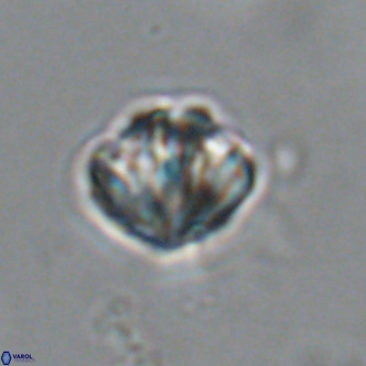 Olladiscoaster catinatus VR 18459