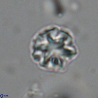 Olladiscoaster catinatus VR 18466