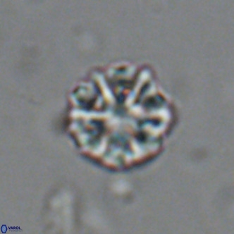 Olladiscoaster catinatus VR 18470