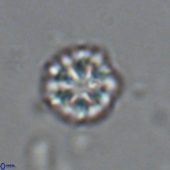 Olladiscoaster catinatus VR 18472