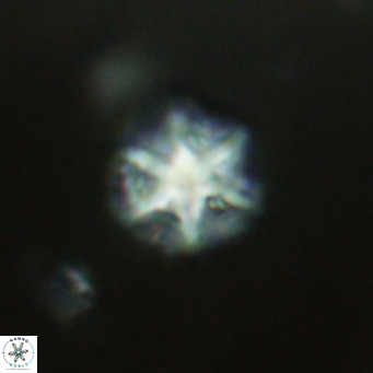 Olladiscoaster catinatus VR 18484