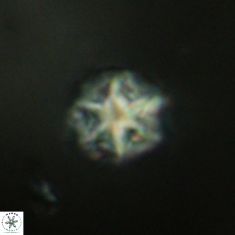 Olladiscoaster catinatus VR 18487