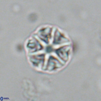 Olladiscoaster catinatus VR 18495