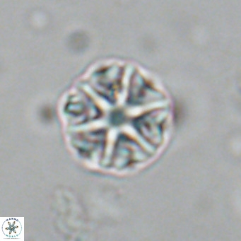 Olladiscoaster catinatus VR 18495