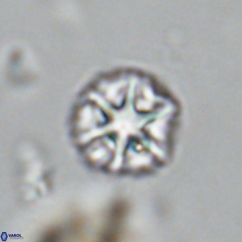 Olladiscoaster catinatus VR 18498