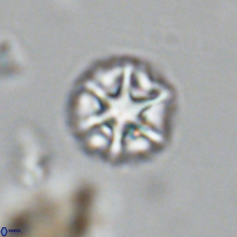 Olladiscoaster catinatus VR 18500