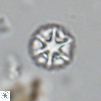 Olladiscoaster catinatus VR 18500