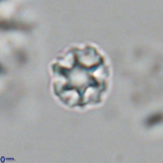 Olladiscoaster catinatus VR 18910