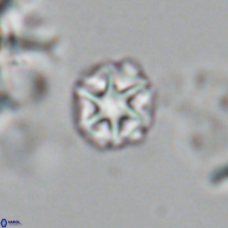 Olladiscoaster catinatus VR 18912