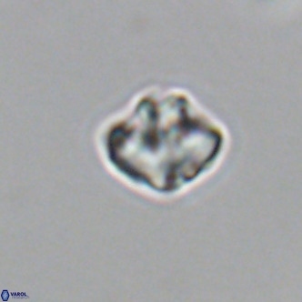 Olladiscoaster catinatus VR 18915