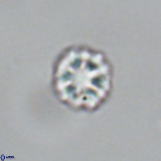 Olladiscoaster catinatus VR 18918