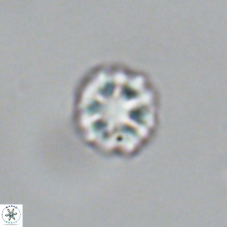 Olladiscoaster catinatus VR 18918