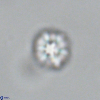 Olladiscoaster catinatus VR 18919