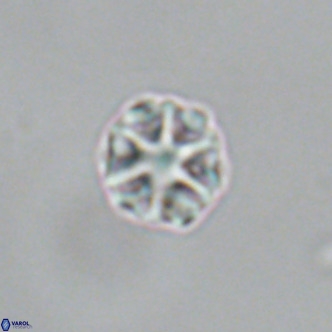 Olladiscoaster catinatus VR 18920