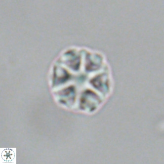 Olladiscoaster catinatus VR 18920