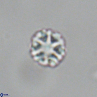 Olladiscoaster catinatus VR 18921