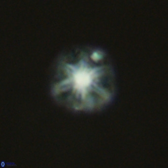 Olladiscoaster catinatus VR 18923