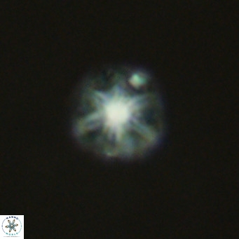 Olladiscoaster catinatus VR 18923