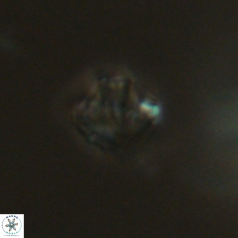 Olladiscoaster catinatus VR 18933