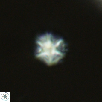 Olladiscoaster catinatus VR 18935