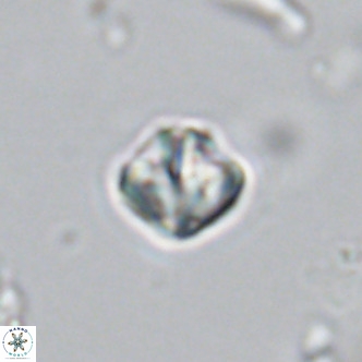 Olladiscoaster catinatus VR 18340